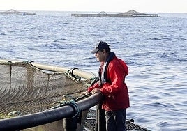 Recintos flotantes de Aquanaria en Gran Canaria.