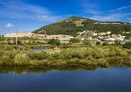 Marismas de Santoña llenas de plumeros.