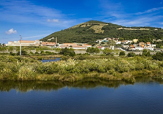 Marismas de Santoña llenas de plumeros.