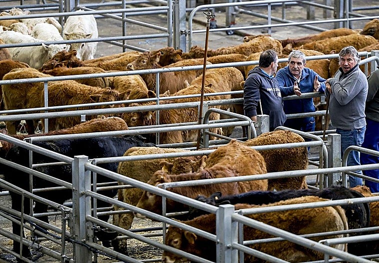 Tres ganaderos, esta mañana en el Ferial entre sus terneros,