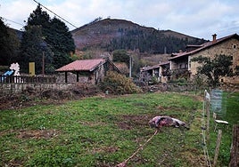 Uno de los ponis que el lobo ha matado junto a las casas, destripado y a medio comer.