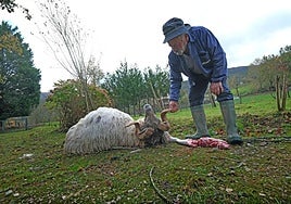 José Manuel Gutiérrez, en Santibáñez, junto a una de sus ovejas muertas.