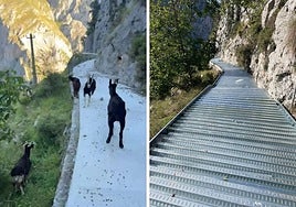 A la izquierda las cabras pasan por la zona ya hormigonada del canal y, a la derecha, las chapas que se han instalado primero para taparlo y que los animales no caigan al canal.