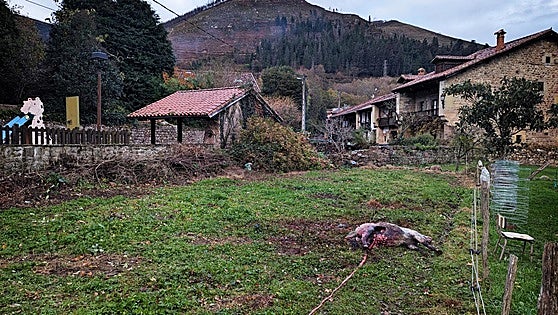 El lobo mata 2.812 animales en nueve meses y el Gobierno ejecuta 35 de las 41 «extracciones» previstas