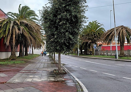 Palmeras afectadas en la carretera de acceso a Santoña.