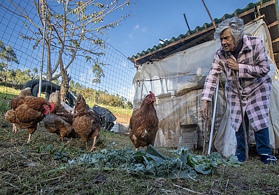 Dolores Molleda atiende a sus gallinas dentro del recinto vallado, y cubierto por una malla, que le ha preparado su yerno.