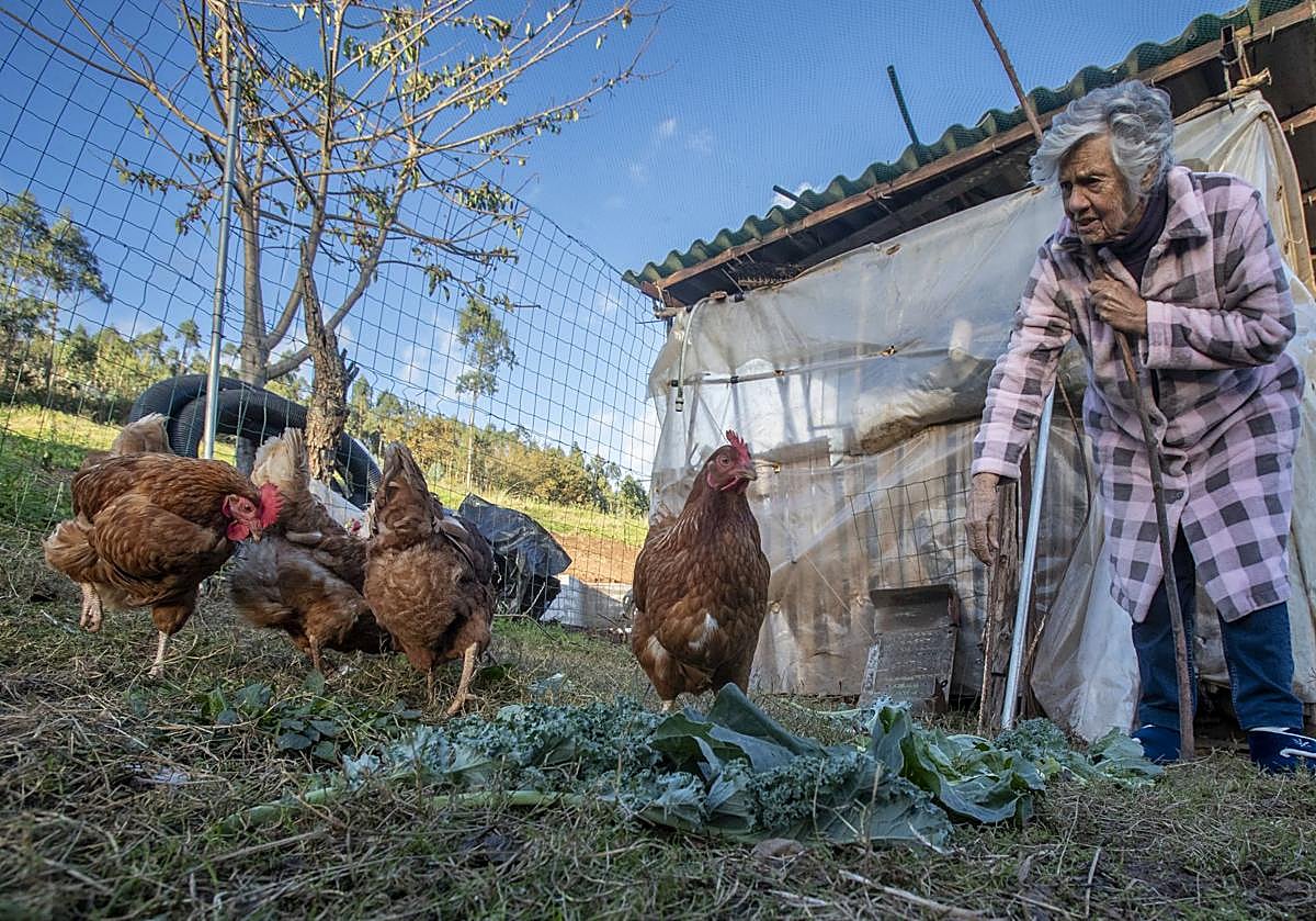 Dolores Molleda atiende a sus gallinas dentro del recinto vallado, y cubierto por una malla, que le ha preparado su yerno.