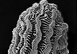 Coral de la investigación del artista que se suma a la Colección 'Apuntes sobre fotografía en la península ibérica'.