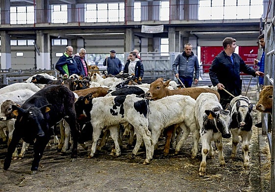 Terneros, la semana pasada, en el Mercado Nacional de Ganados de Torrelavega.