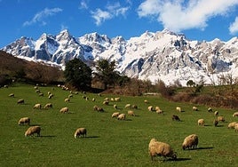 Picos de Europa está entre las zonas afectadas según el informe de Seo/BirdLife.