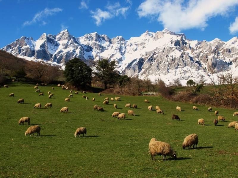 Picos de Europa está entre las zonas afectadas según el informe de Seo/BirdLife.