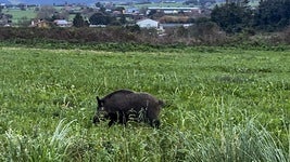 Un jabalí campa a sus anchas por los alrededores de Latas.