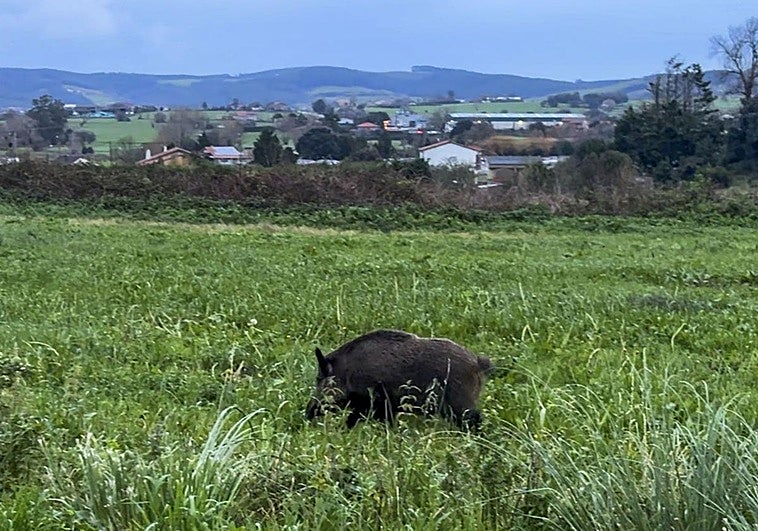 Un jabalí campa a sus anchas por los alrededores de Latas.