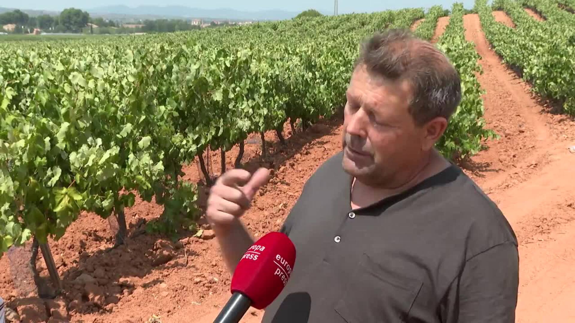 AVA-ASAJA afea que las bodegas del cava ofrecen por la uva "la mitad del año pasado"