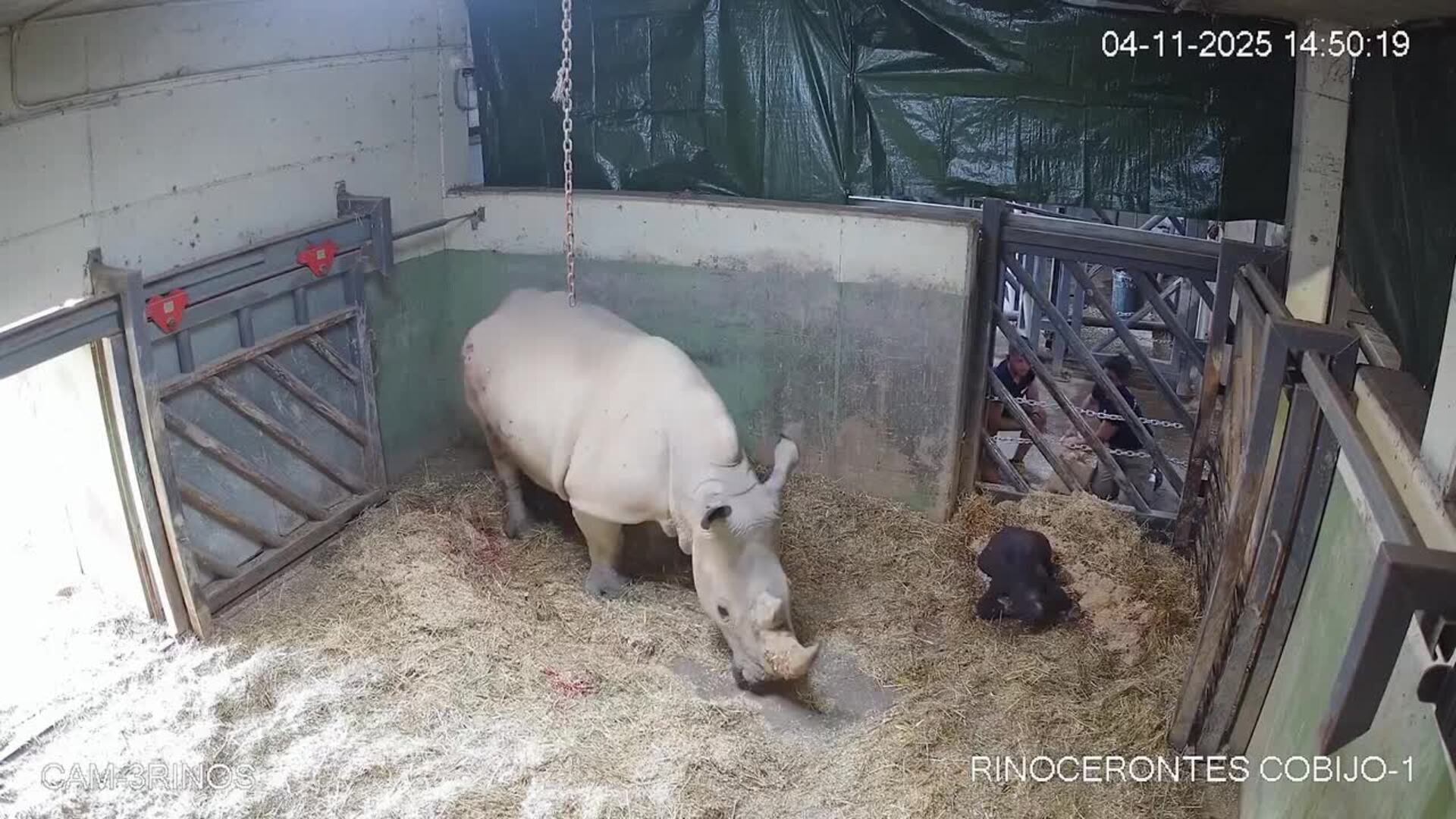 Primer nacimiento de un rinoceronte en Bioparc que representa la esperanza de este especie