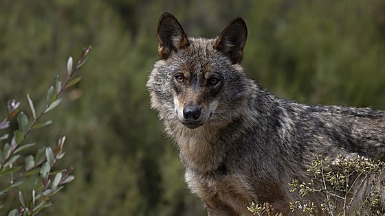 Los ganaderos cántabros cobrarán casi un 9% más en indemnizaciones por los daños del lobo