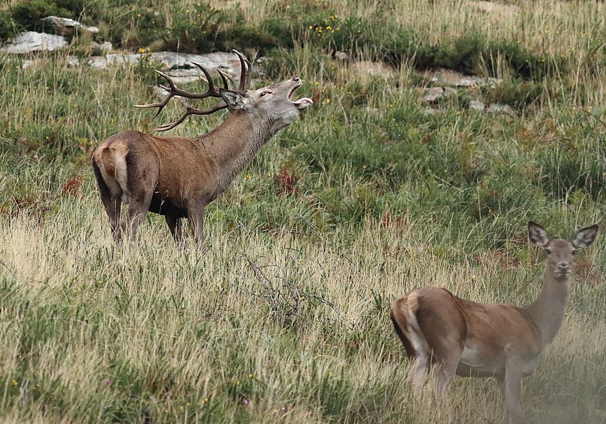 Un venado brama junto a una hembra durante la berrea en la Reserva del Saja.
