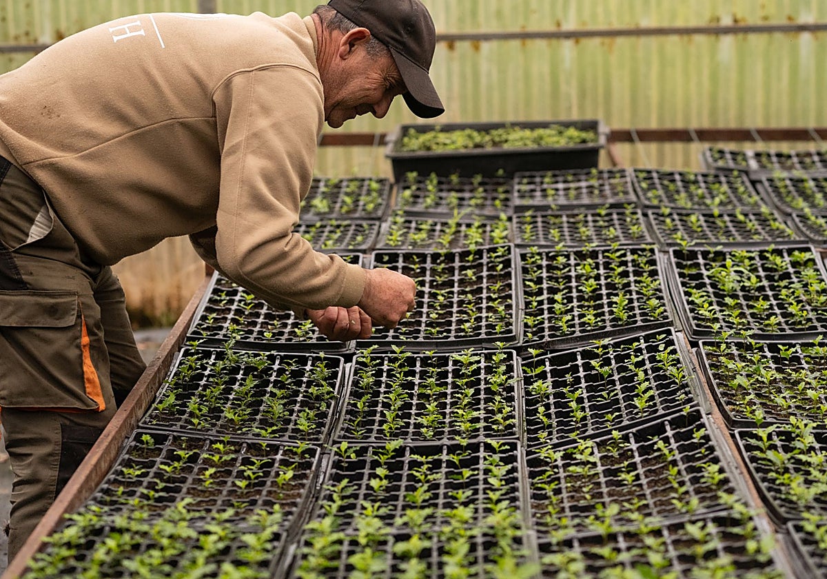 El invernadero en el que se están cultivando los árboles.