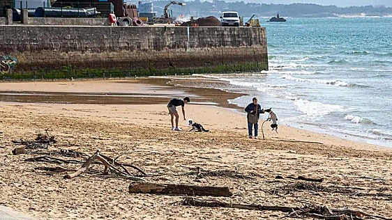 ¿Dónde y cuándo puedo ir con mi perro a la playa en Cantabria?