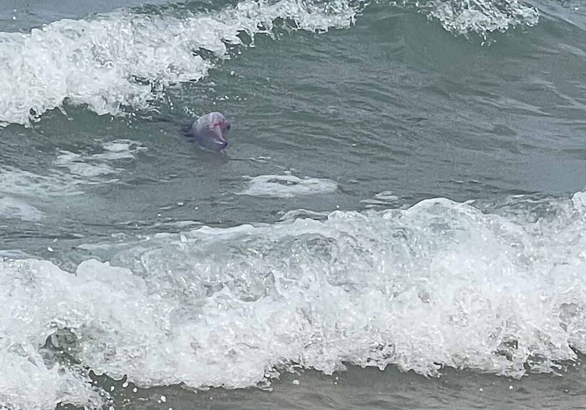 Una carabela portuguesa en El Sardinero, el pasado verano.
