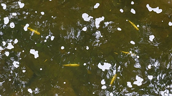 Ganadería descarta que el vertido del río Pisueña haya llegado al Pas