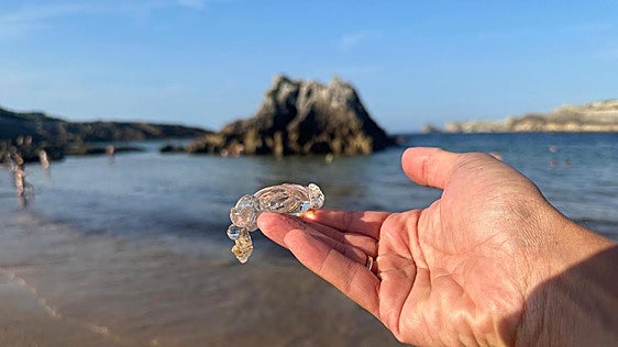 Algas, carabelas y ahora salpas llegan a las playas de Cantabria
