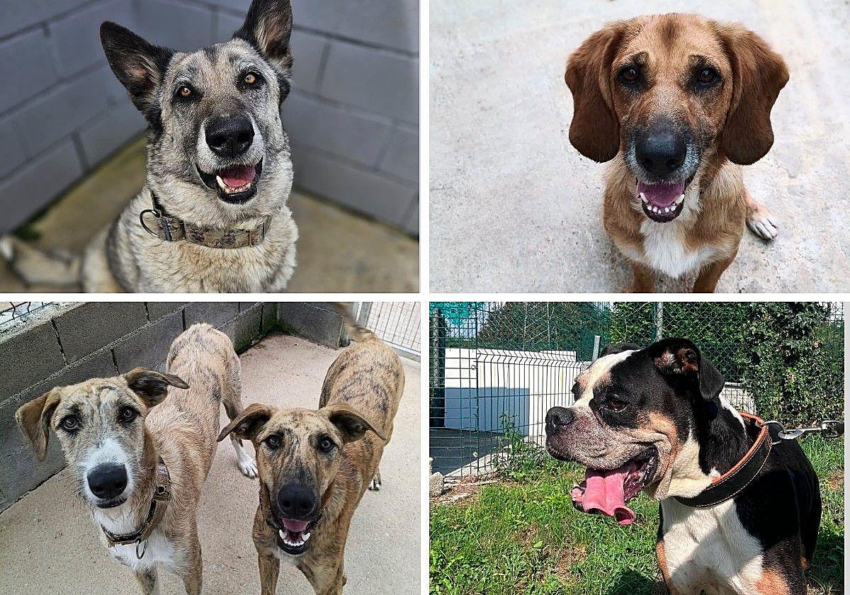 Un hogar para Musa, Nemo, Churrete y Ringo