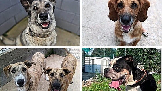 Un hogar para Musa, Nemo, Churrete y Ringo