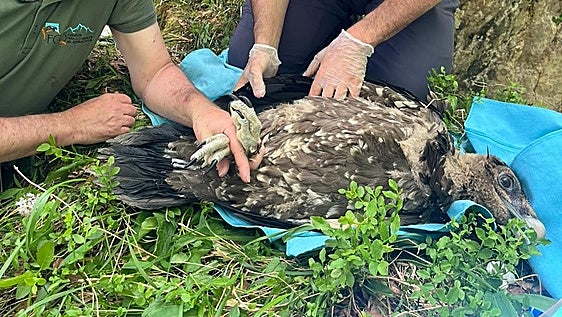 El primer pollo cántabro de quebrantahuesos ya tiene DNI