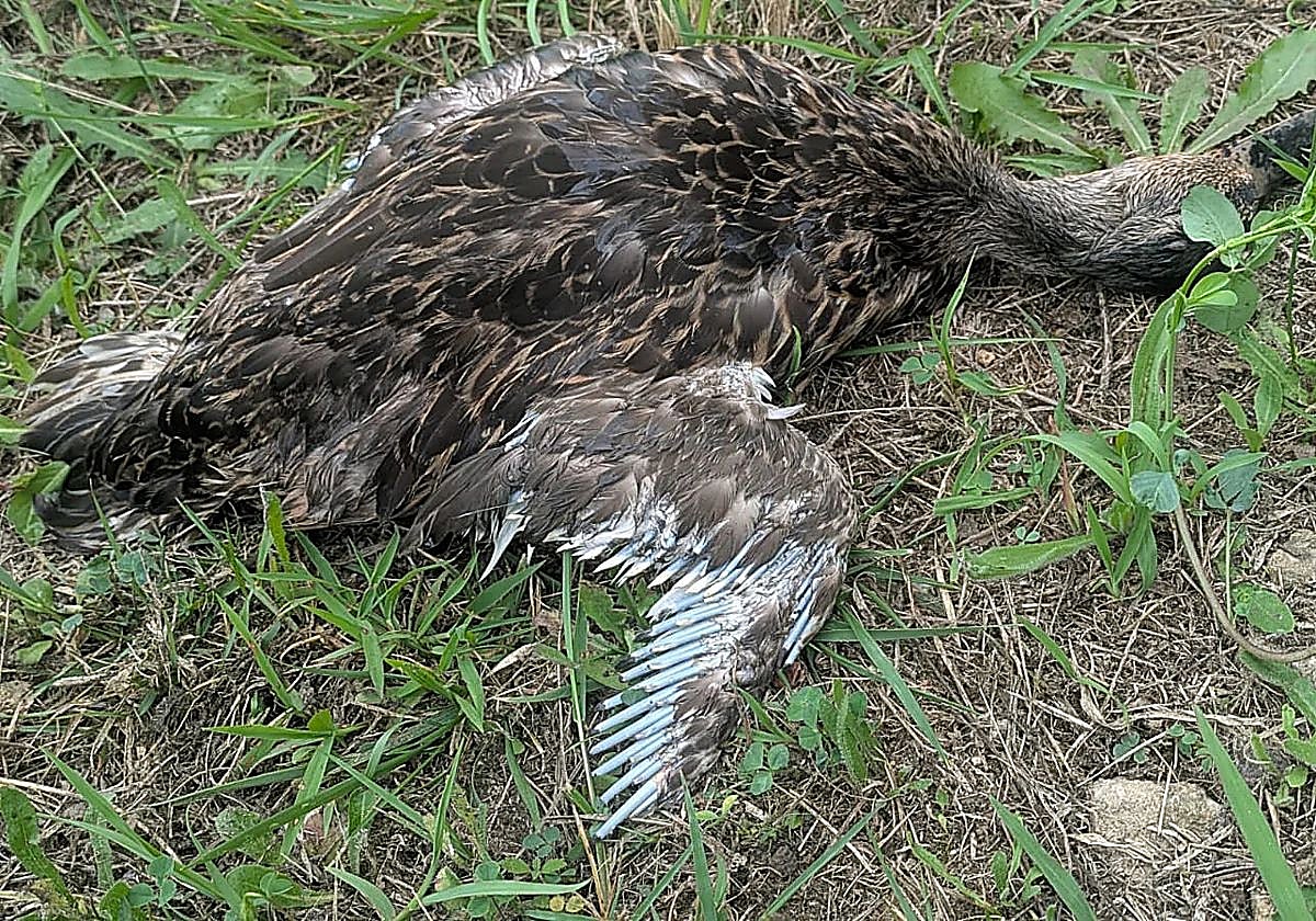Sigue sin aclararse la causa de las aves muertas en Suances trece días después