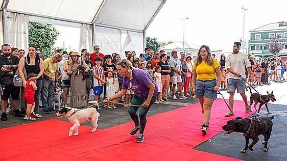 Un desfile solidario para encontrar hogar