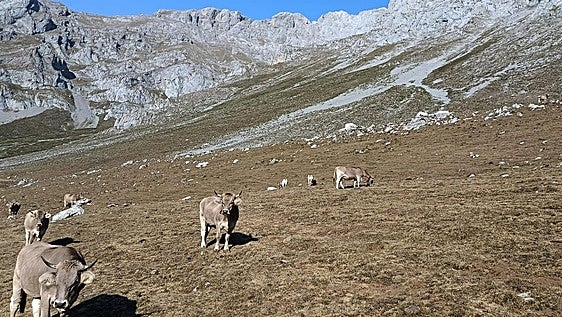 Camaleño ayuda a sus ganaderos con sacos de comida frente a la sequía