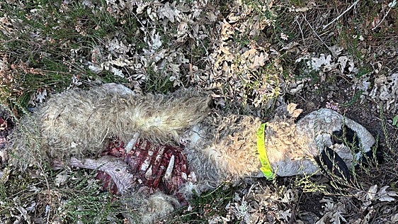 Ataque de lobo en Valderredible: «No quiero nada, solo que ningún bicho de estos mate a mis ovejas»