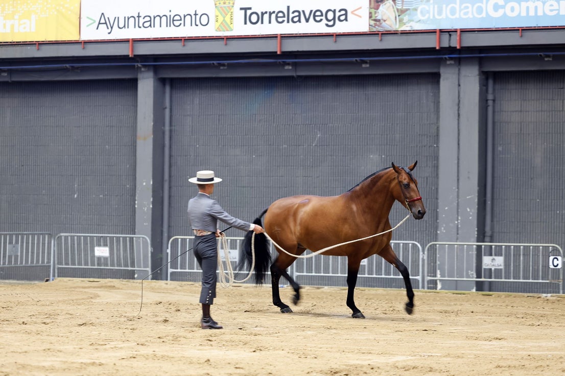 Una vez en el 'escenario', los caballos responden a las órdenes de sus dueños para mostrar sus cualidades.