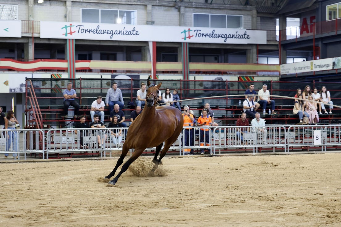 El público disfruta desde la grada de las exhibiciones.