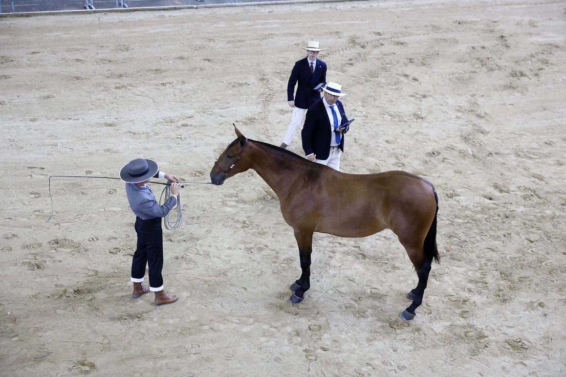 Jueces observan los movimientos de un domador y su caballo.