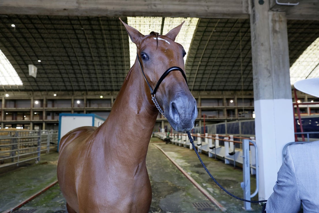 Simpático caballo antes de que comience el concurso en el Mercado de Ganados de Torrelavega.