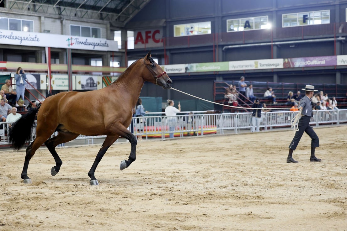 Los caballos responden a los mandatos de sus domadores con paciencia y tiempo.