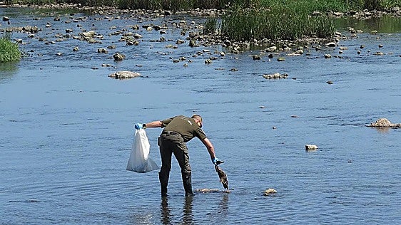 El Gobierno dice que no puede identificar la causa de las muertes de aves en Suances