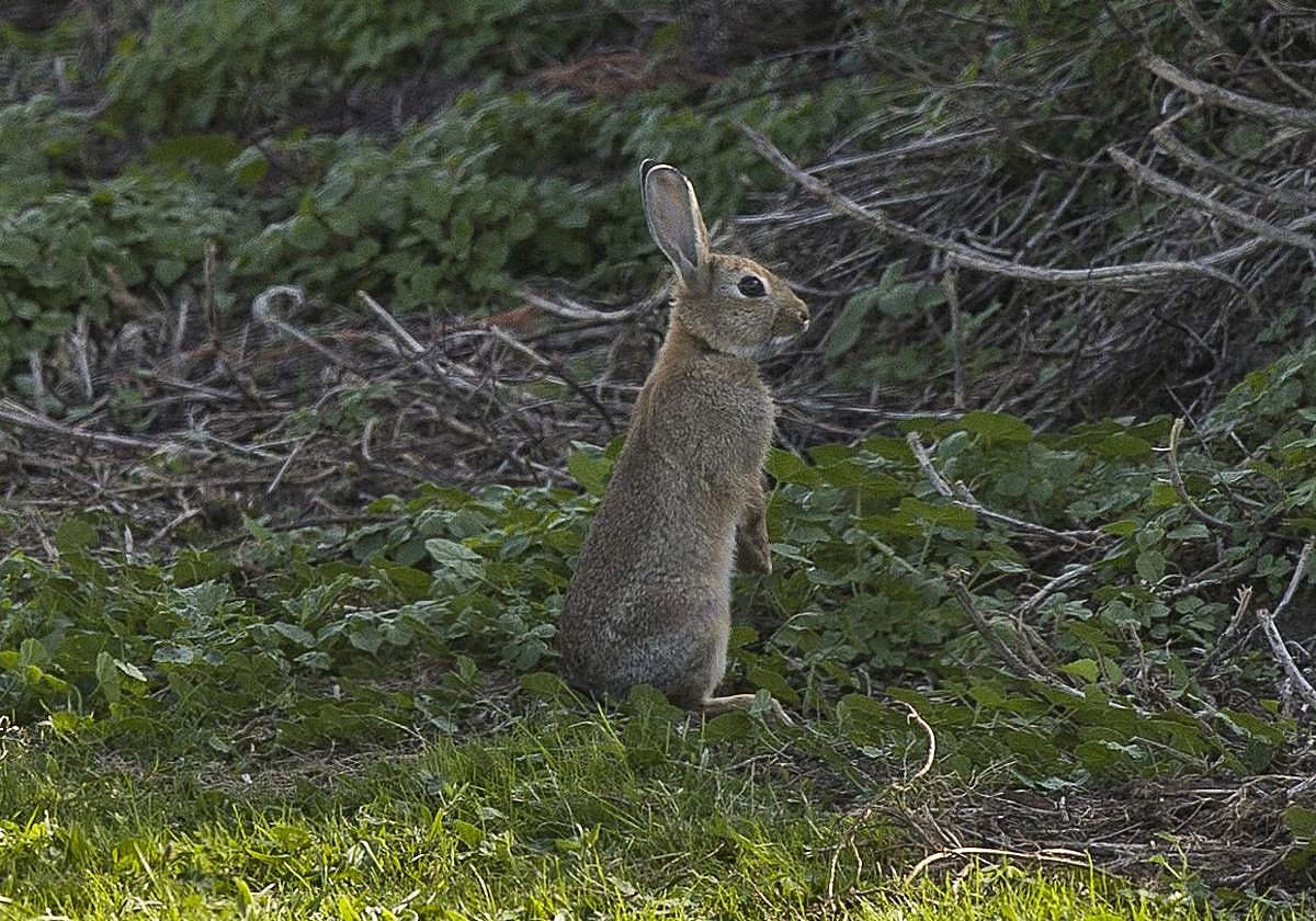 Piélagos actuará ante las quejas vecinales por plagas de palomas, conejos y jabalíes