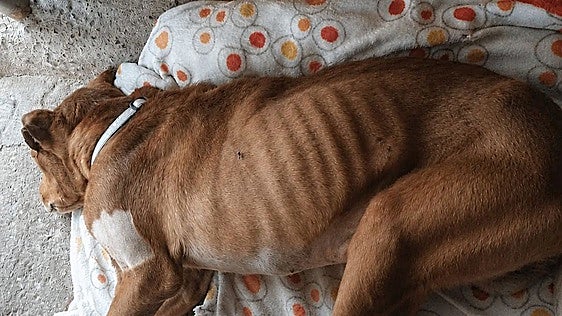 Dos investigados por delitos de maltrato animal en Castañeda y Mazcuerras