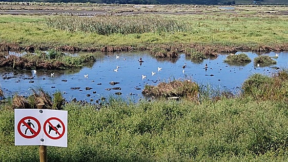 Proyecto Ría San Martín exige al Ministerio una figura de protección tras el episodio de aves muertas en Suances
