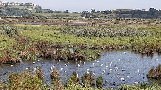 Ecologistas en Acción considera «inquietante» que no se determine la causa de las muertes en la ría de San Martín