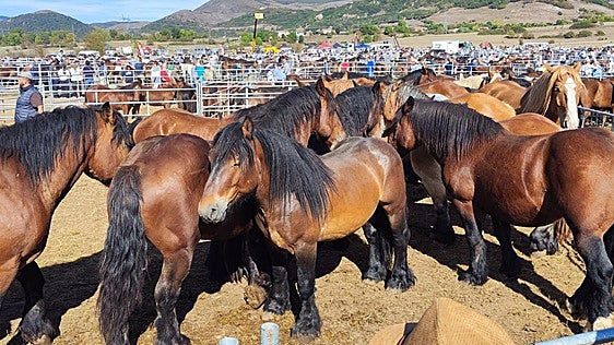 Más de 3.000 caballos en la feria de Reinosa