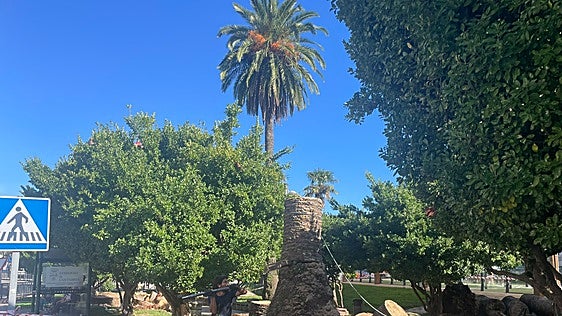El picudo rojo acaba con casi todo el histórico palmeral de Renedo de Piélagos