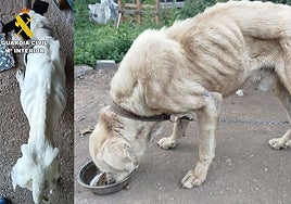 En imagen, los dos perros encontrados en Camargos con extrema delgadez.