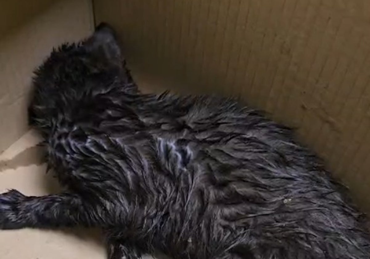 Investigan la muerte de dos gatos por «posible envenenamiento» en Campuzano