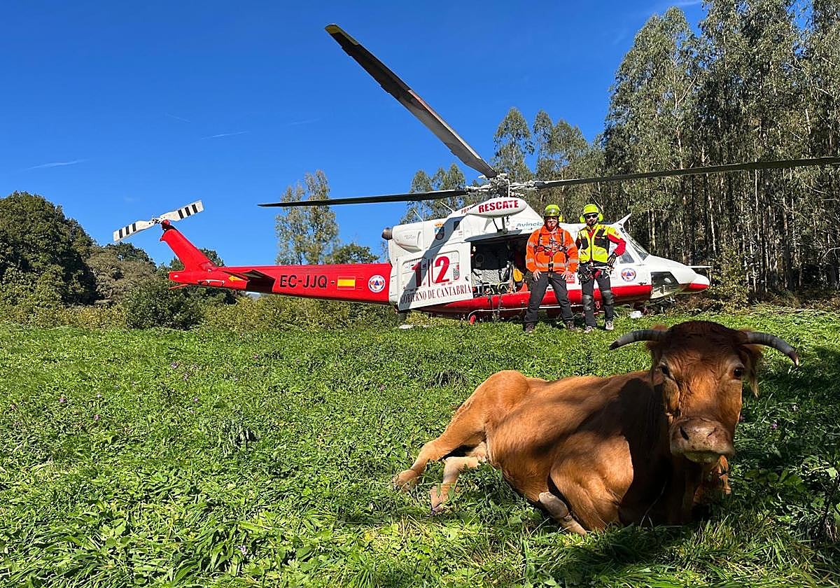 Una vaca cae junto a un arroyo en Ruente y acaba rescatada en helicóptero