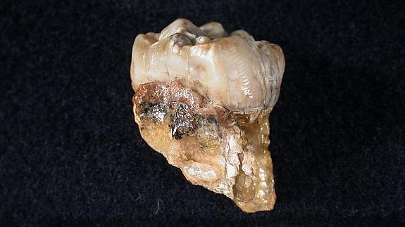 Tercer molar de un Australopithecus africanus.