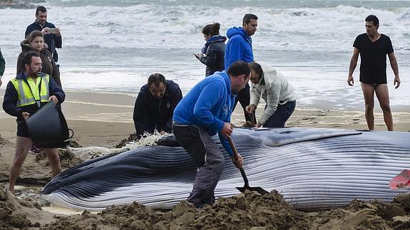 Cría de ballena hallada en la playa de Punta del Moral, en Huelva.